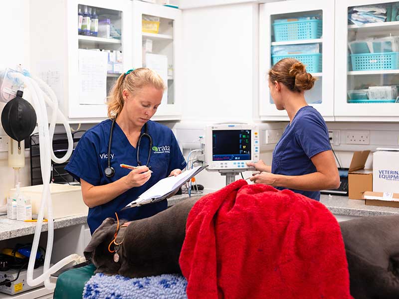 Visiting Clinicians
