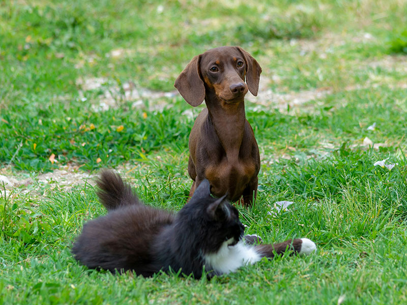 Puppy & Kitten Package